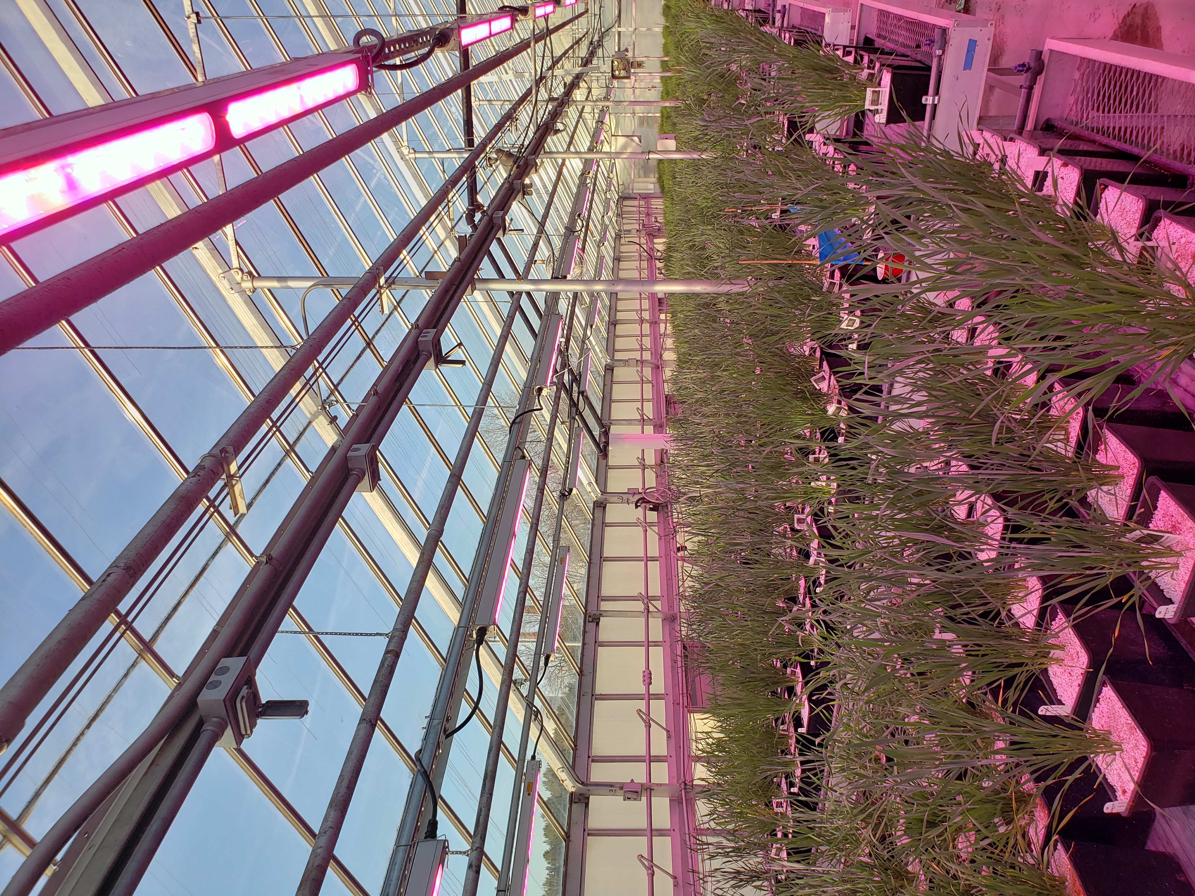 LED lighting in updated greenhouses